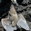 Yellow-crowned Night-Heron